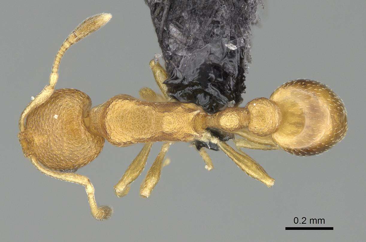 Image of Tramp Ants