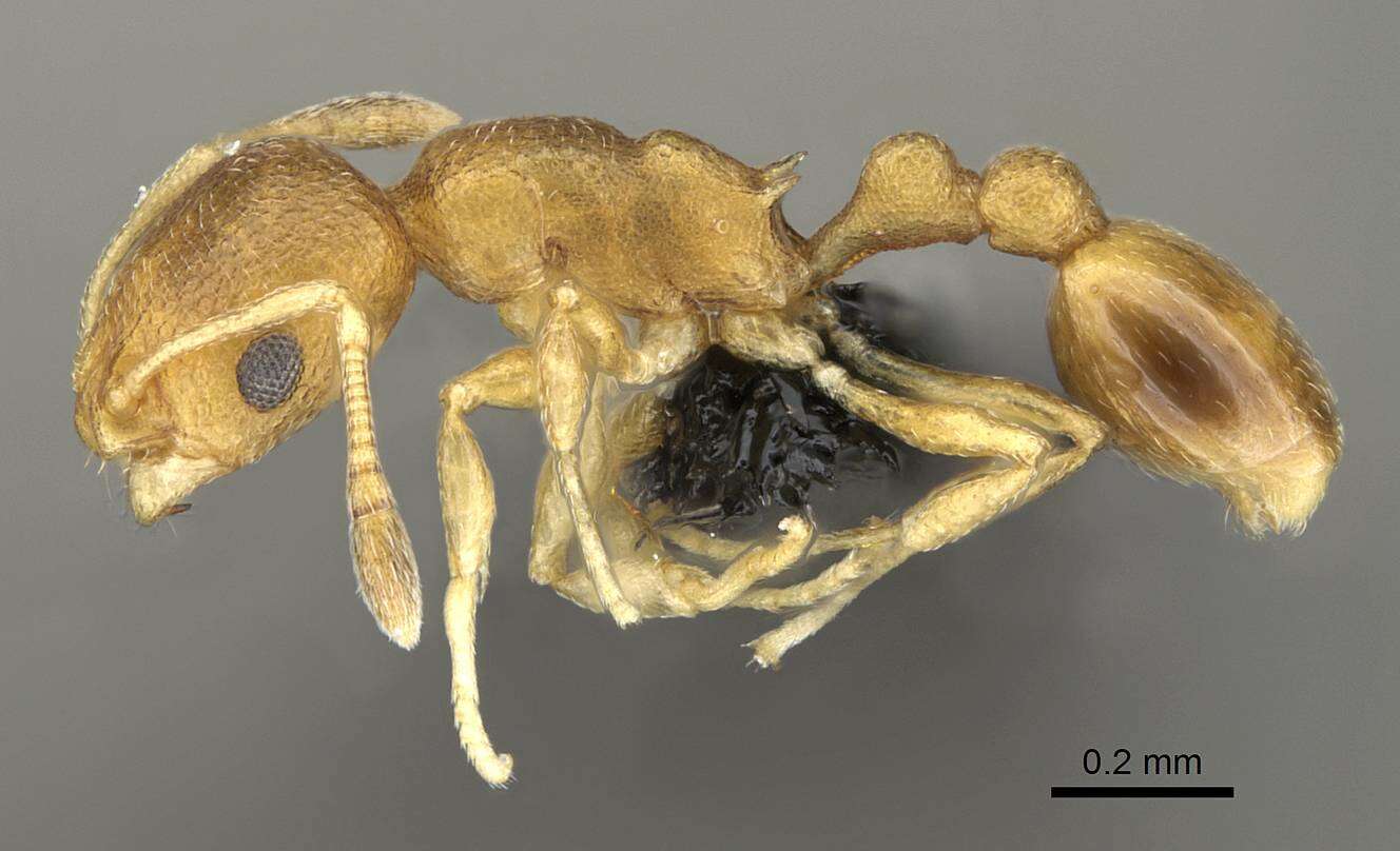 Image of Tramp Ants