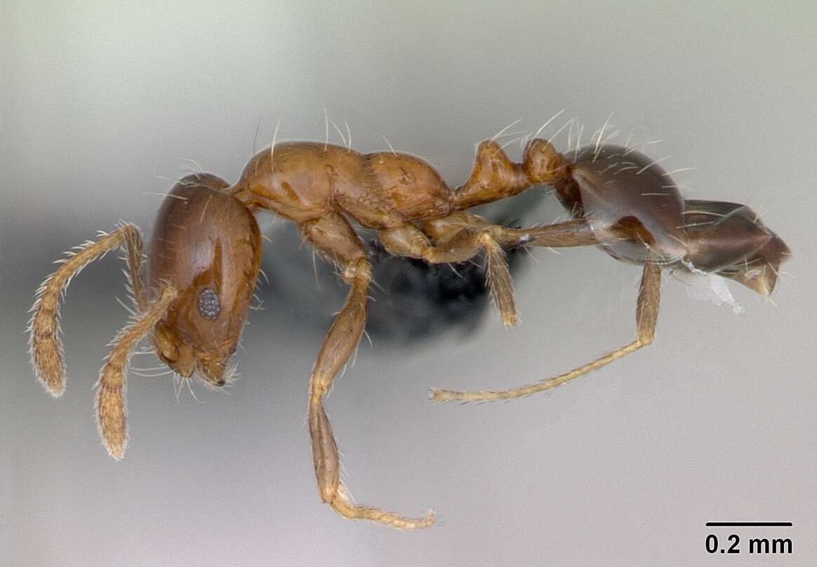 Image of Monomorium sakalavum Santschi 1928