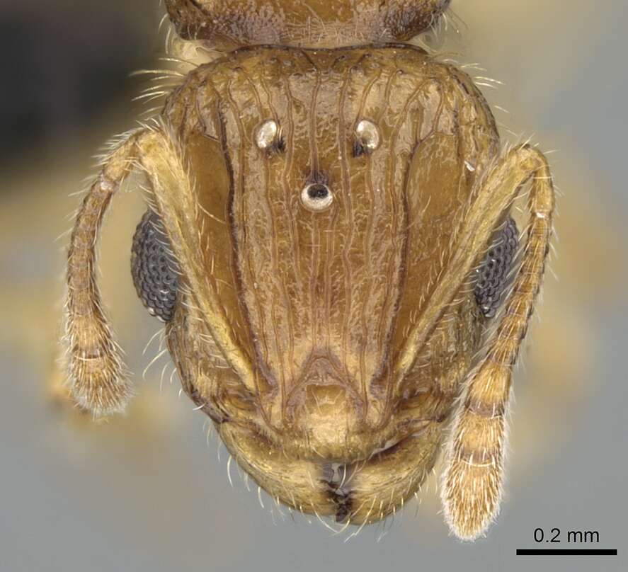 Image of <i>Vitsika crebra</i>