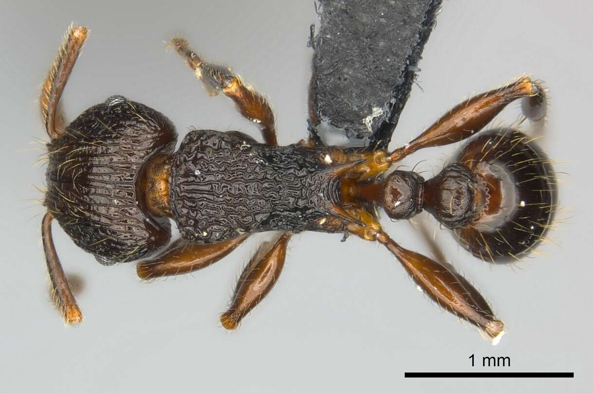 Image of Tetramorium steinheili Forel 1892