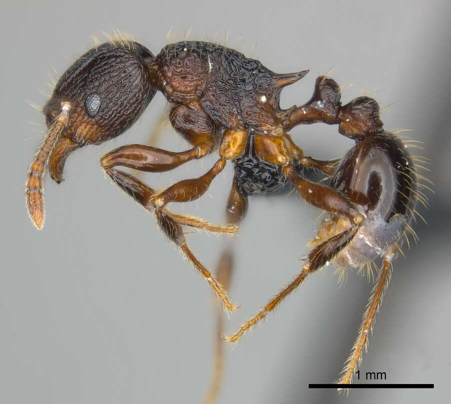 Image of Tetramorium steinheili Forel 1892