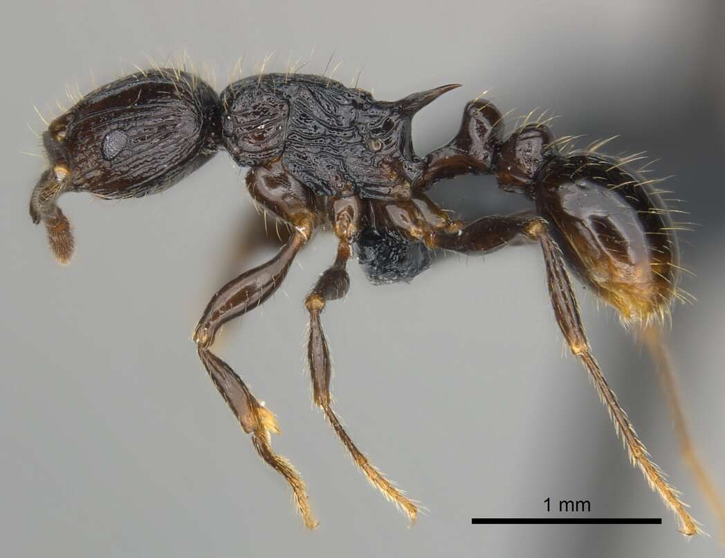 Image of Tetramorium steinheili Forel 1892