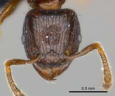 Image of Tetramorium