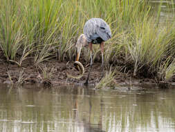 Image of Great Blue Heron