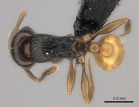 Image of Tetramorium xanthogaster Santschi 1911