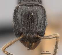 Image of Tetramorium xanthogaster Santschi 1911