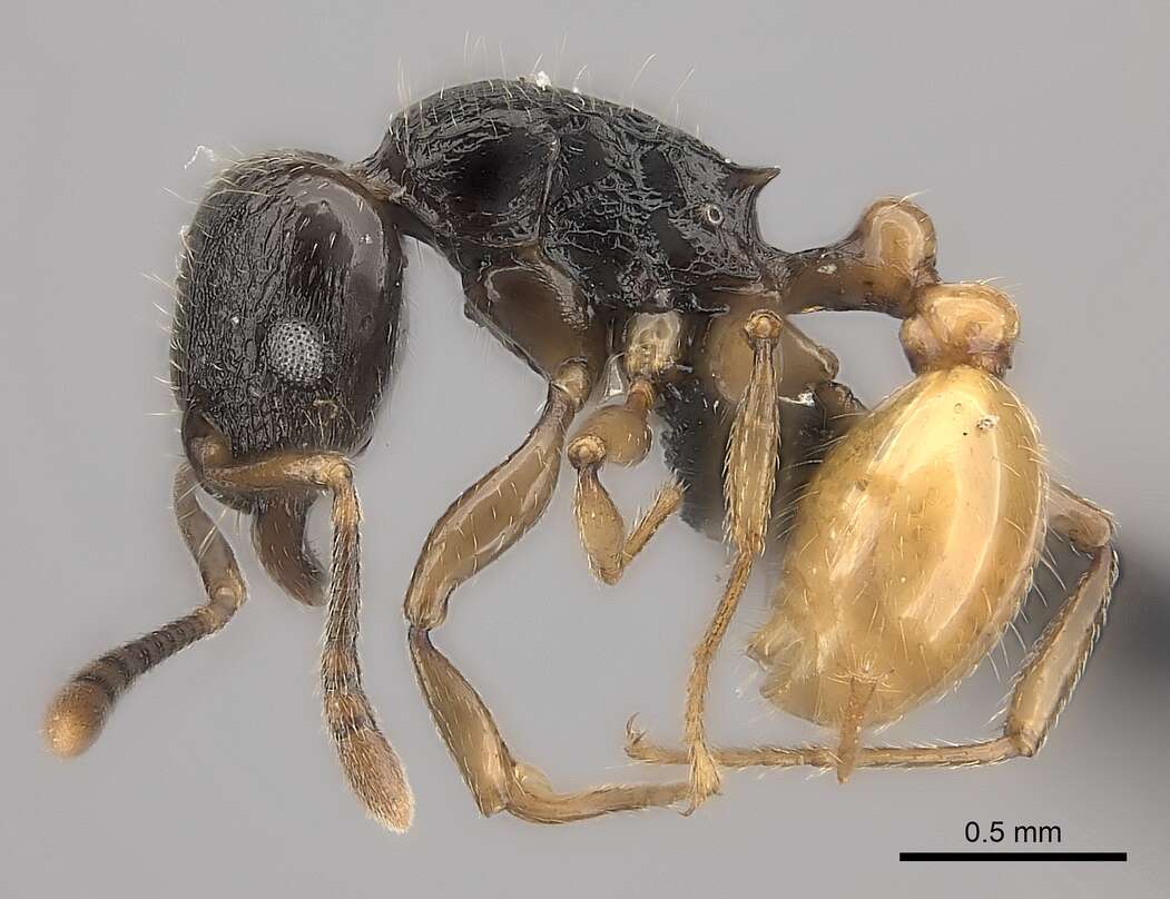 Image of Tetramorium xanthogaster Santschi 1911