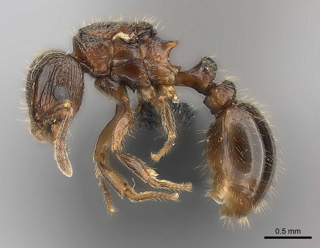 Image of Tetramorium