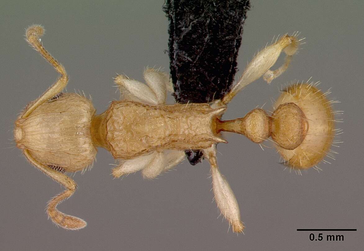 Image of <i>Vitsika crebra</i>