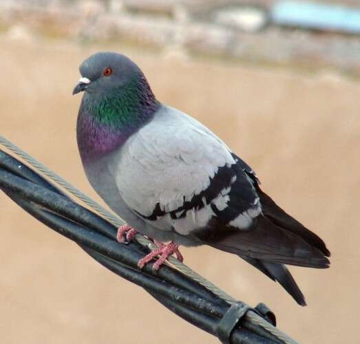 Image of Common Pigeon