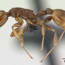 Image of Nesomyrmex madecassus