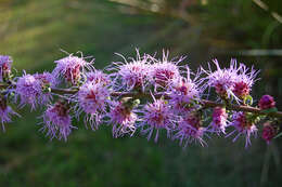 Слика од Liatris aspera Michx.