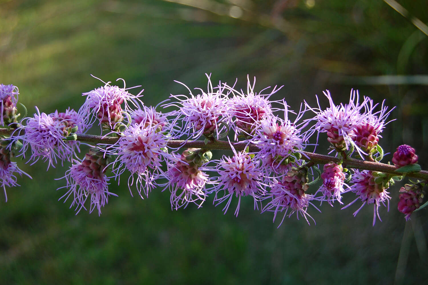 Imagem de Liatris aspera Michx.