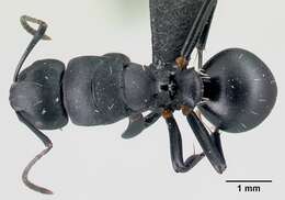 Image of Camponotus echinoploides Forel 1891