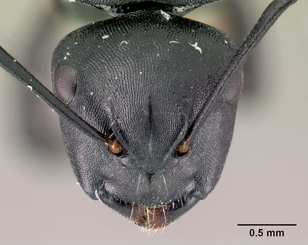 Image of Camponotus echinoploides Forel 1891