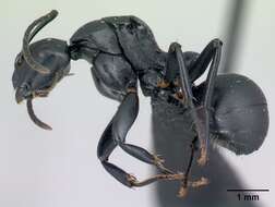 Image of Camponotus echinoploides Forel 1891