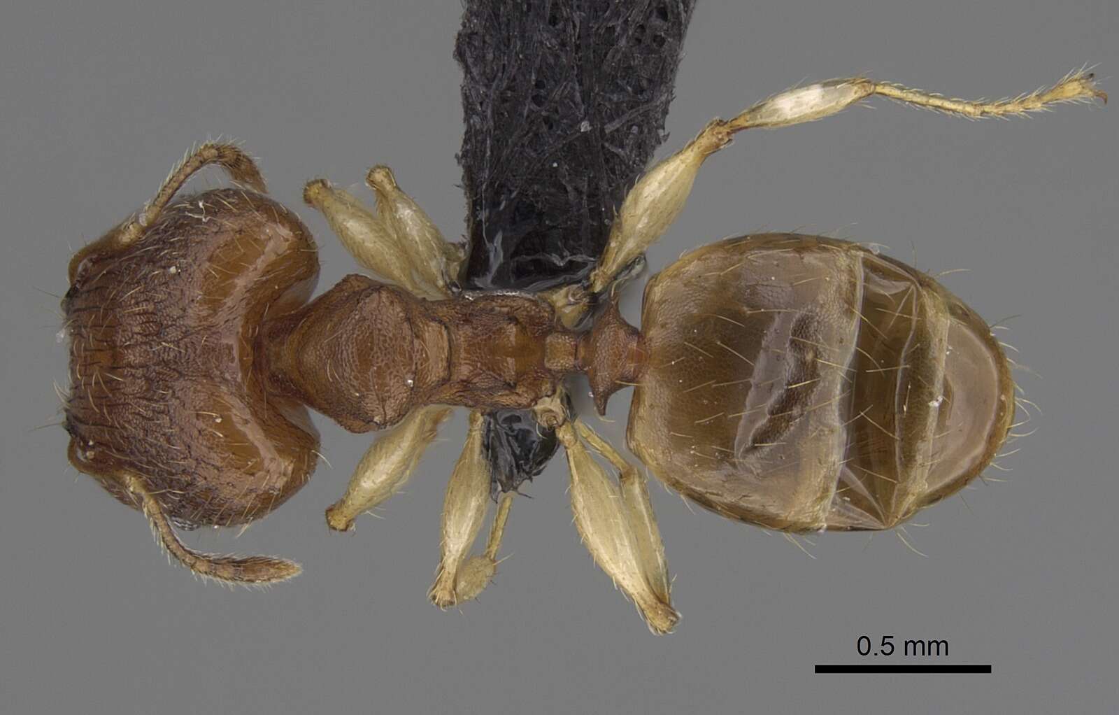 Pheidole bemarivoensis resmi