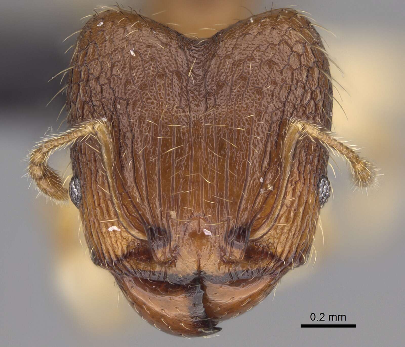 Pheidole bemarivoensis resmi