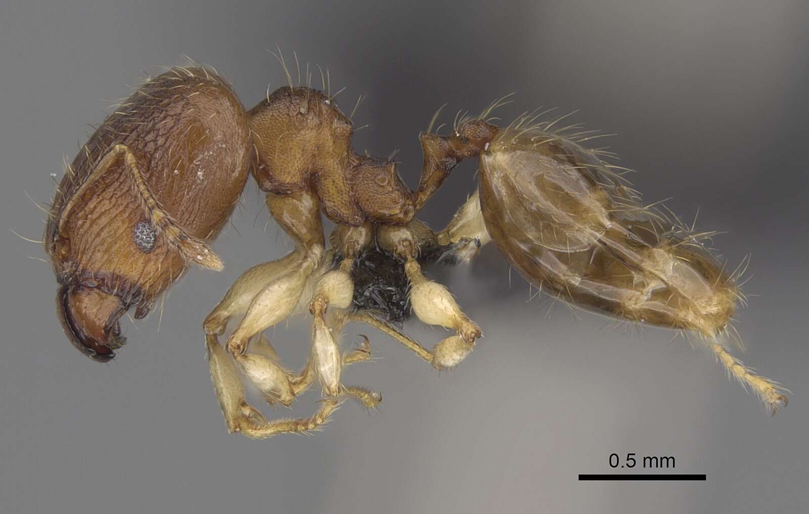 Pheidole bemarivoensis resmi
