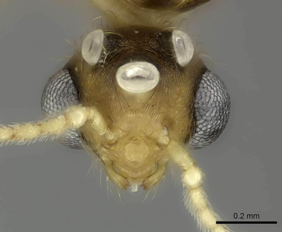 Pheidole bemarivoensis resmi