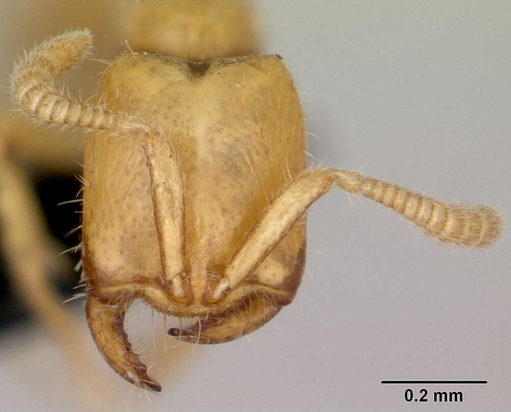 Image of Adetomyrma