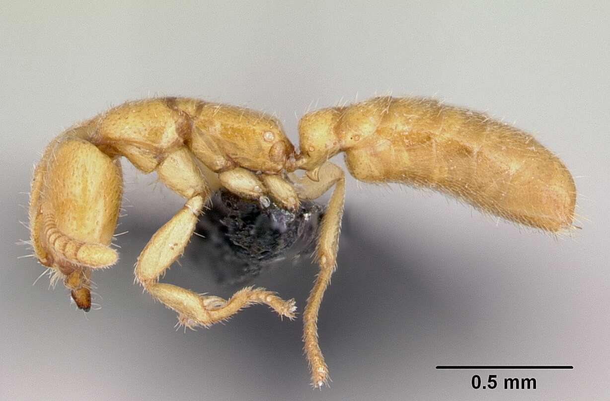 Image of Adetomyrma