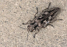 Image of Sculptured Pine Borer