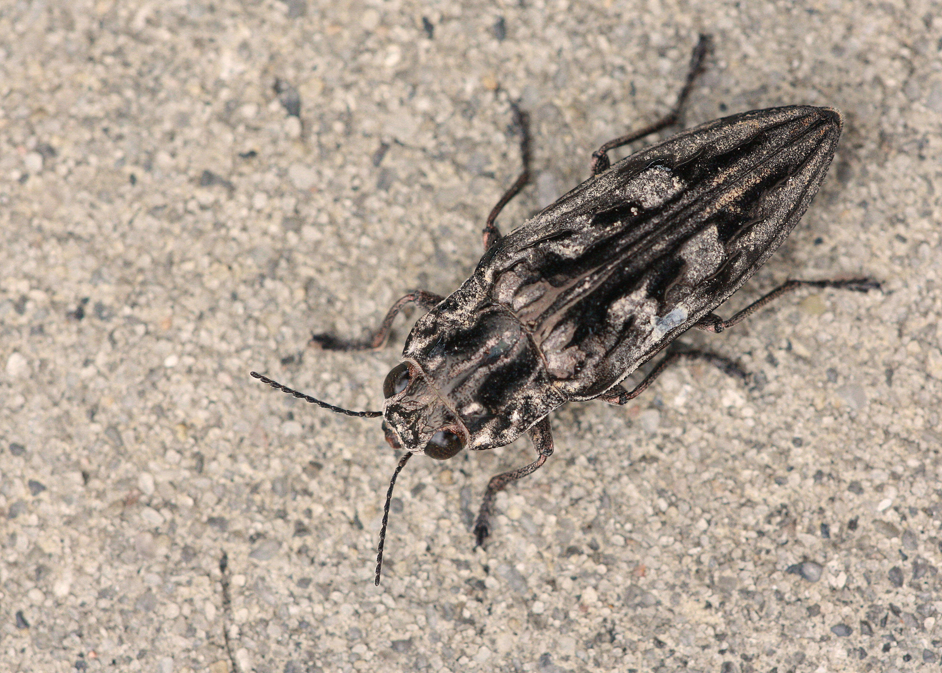 Image of Sculptured Pine Borer