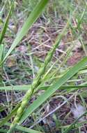 Image de Aegilops ventricosa Tausch