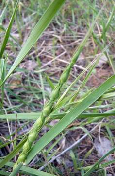 Image de Aegilops ventricosa Tausch