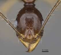 Image of Pheidole bessonii Forel 1891