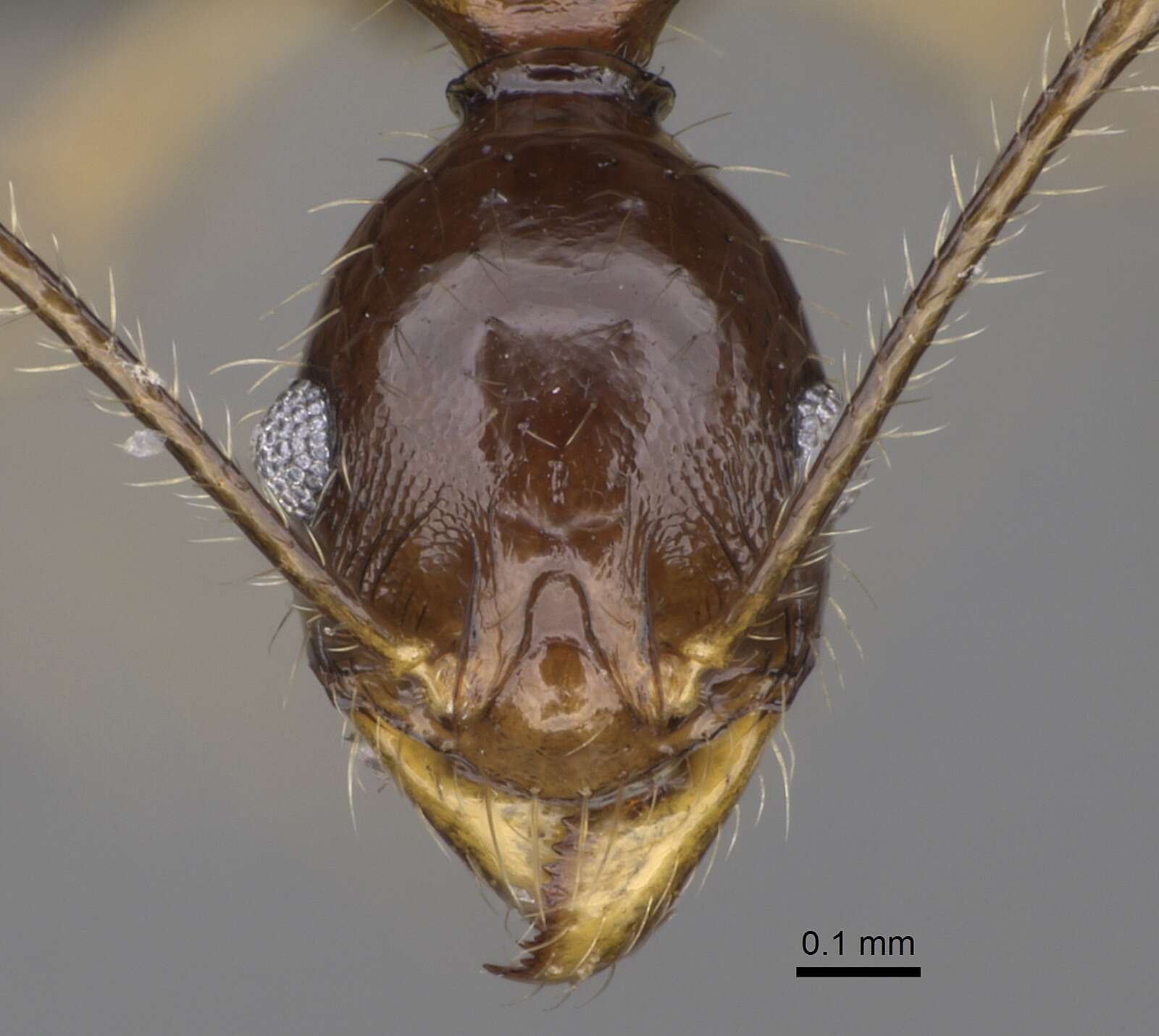 Image of Pheidole bessonii Forel 1891