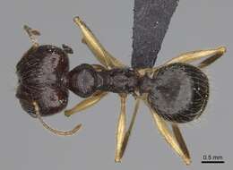 Image of Pheidole bessonii Forel 1891