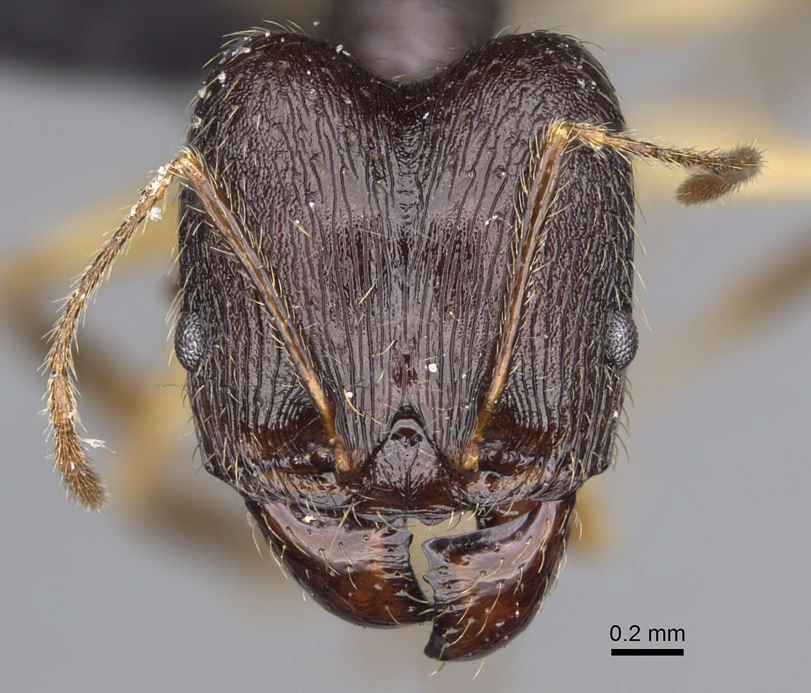 Image of Pheidole bessonii Forel 1891