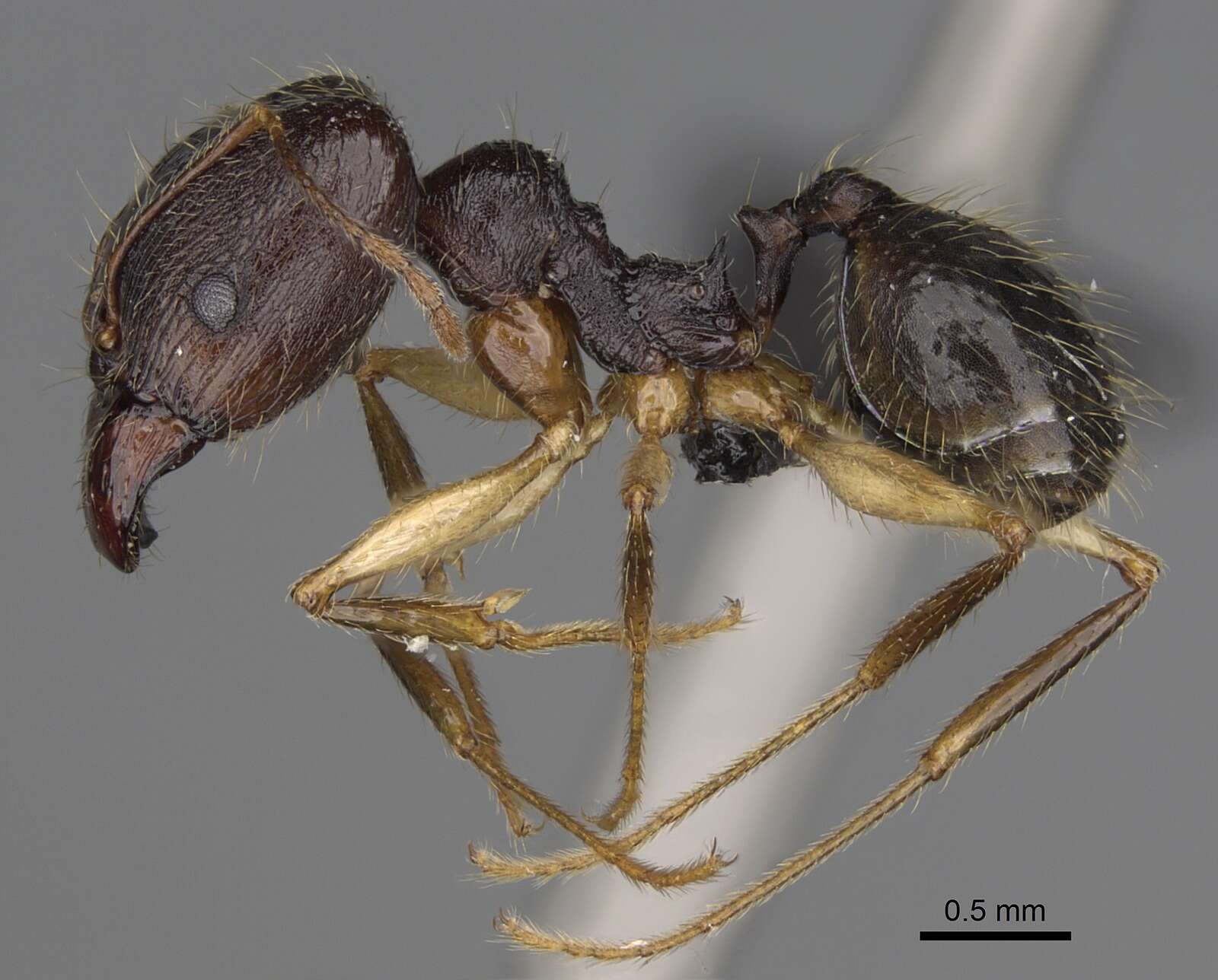 Image of Pheidole bessonii Forel 1891