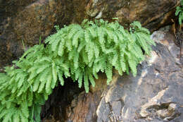 Image of Aleutian maidenhair