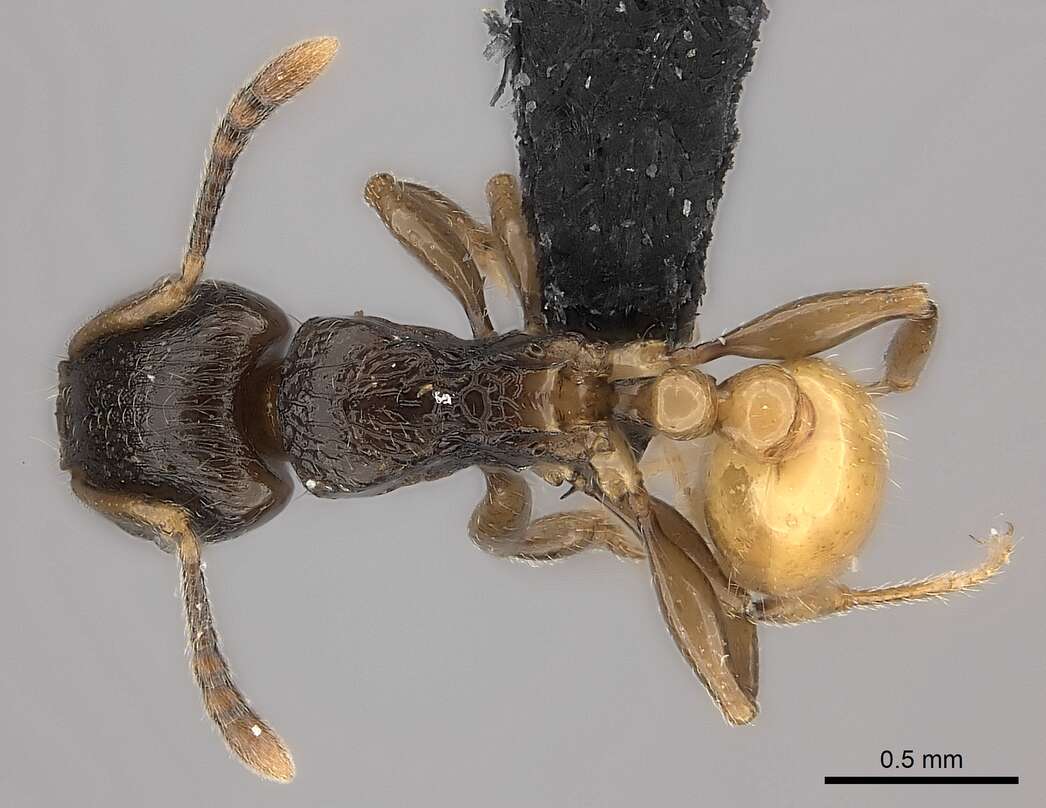 Image of Tetramorium xanthogaster Santschi 1911