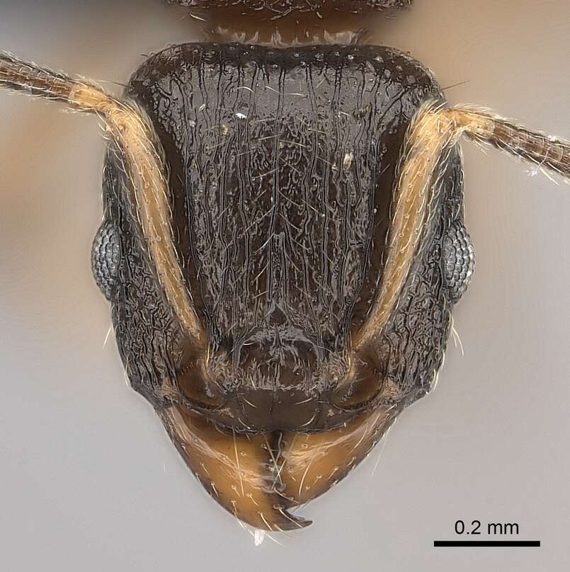 Image of Tetramorium xanthogaster Santschi 1911