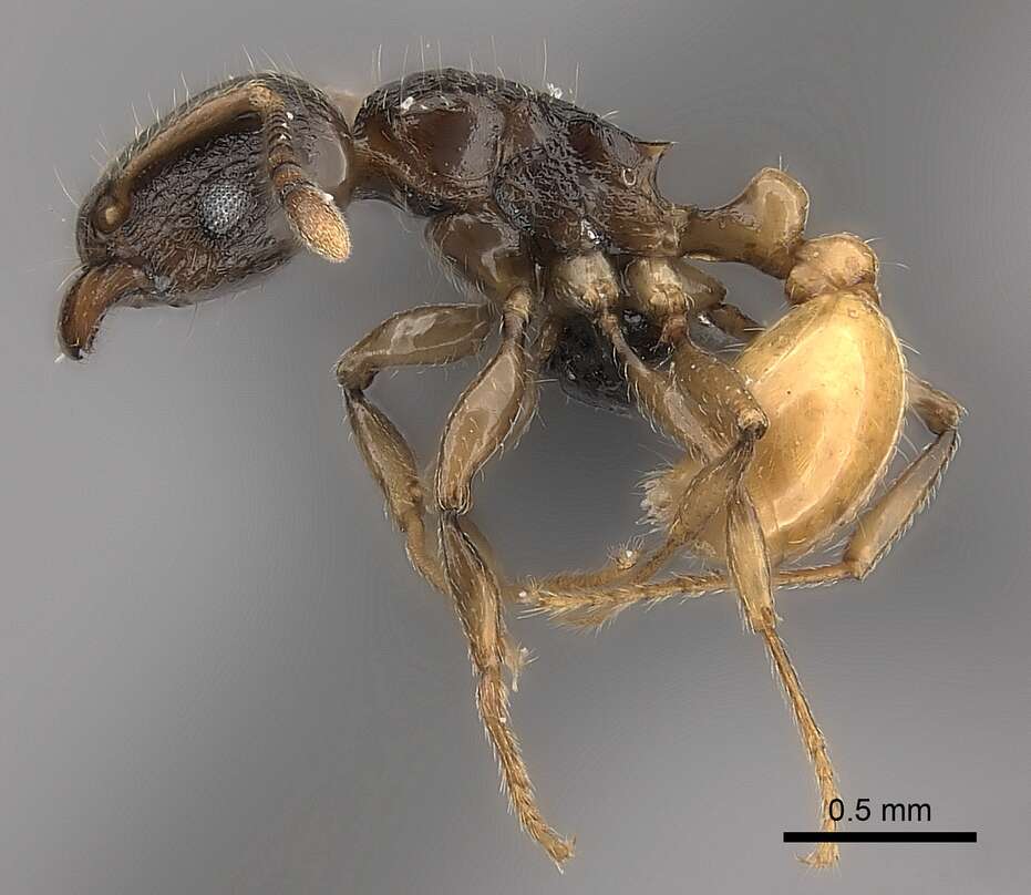 Image of Tetramorium xanthogaster Santschi 1911