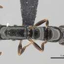 Image of <i>Simopone elegans</i>