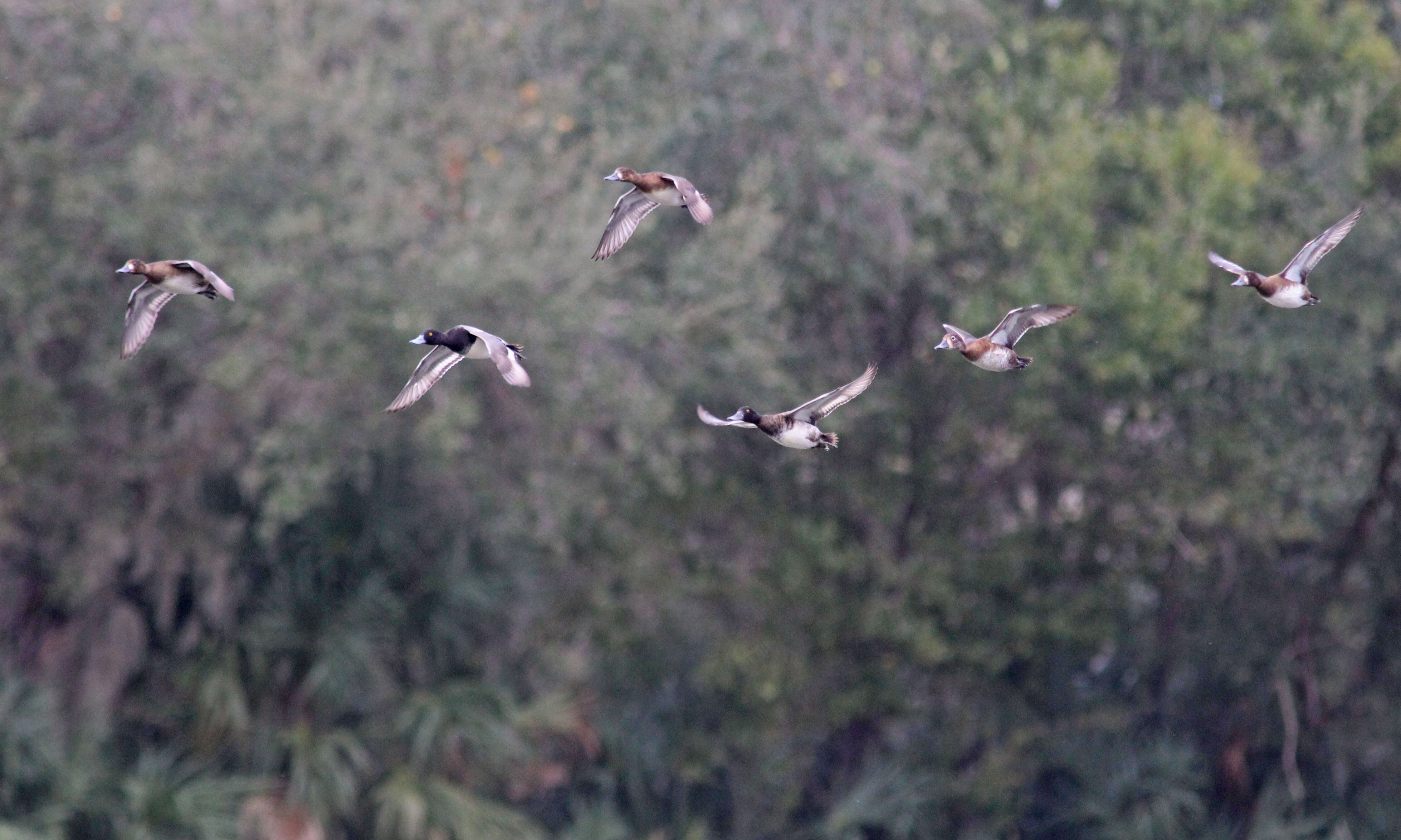 Image of Lesser Scaup