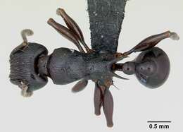 Image of Tetramorium severini (Emery 1895)