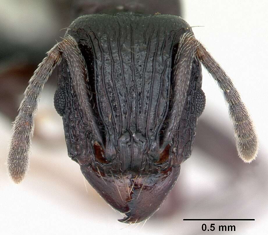 Image of Tetramorium severini (Emery 1895)