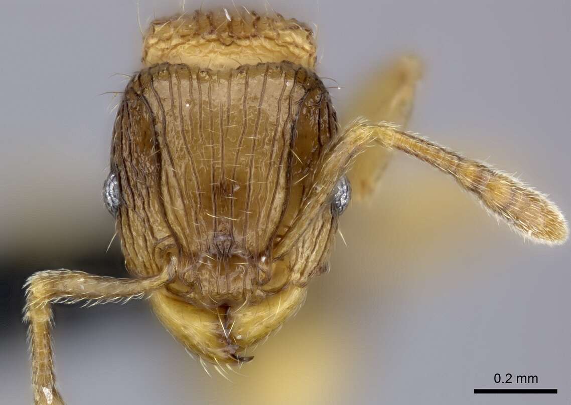 Image of Tetramorium