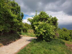 Imagem de Sambucus nigra L.