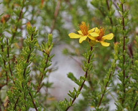 Image of Atlantic St. John's-Wort