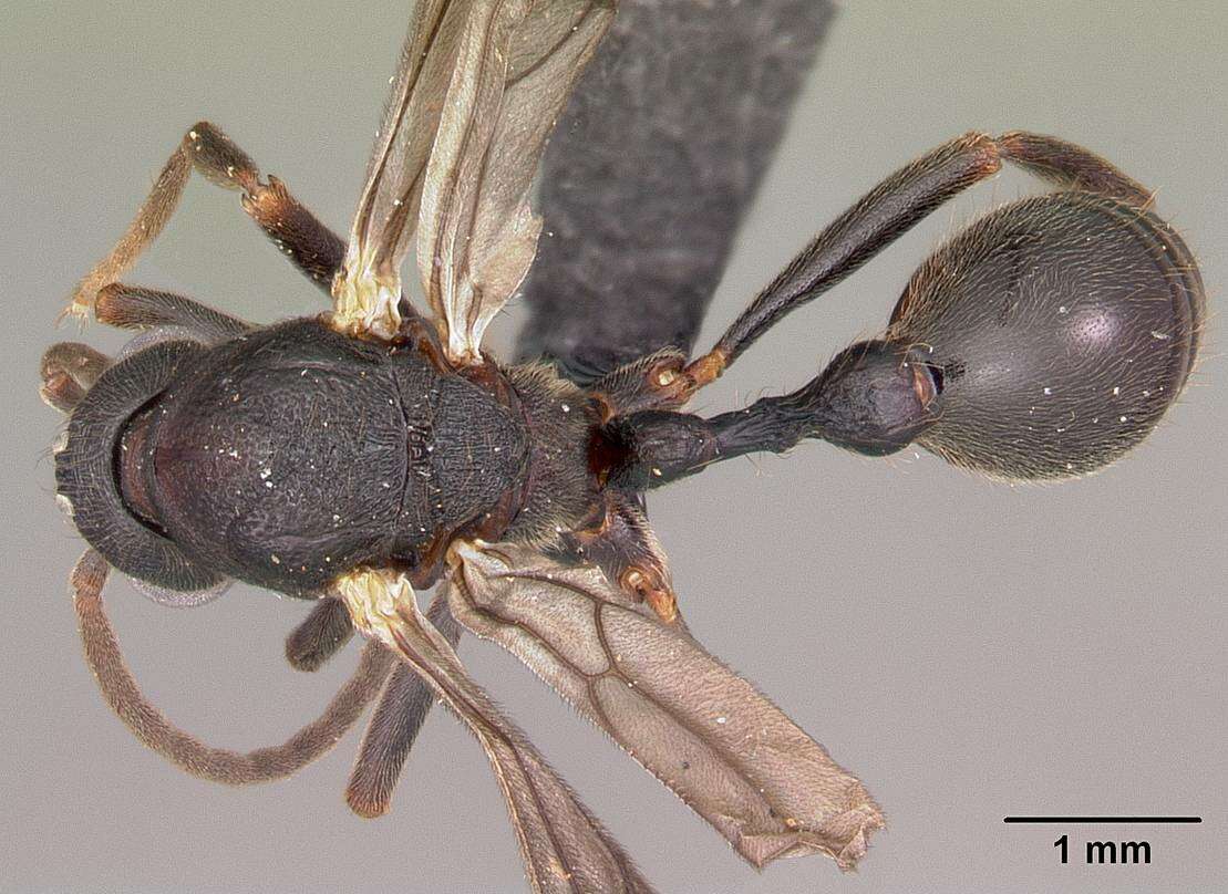 Image of Eutetramorium