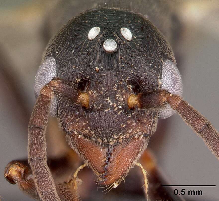 Image of Eutetramorium