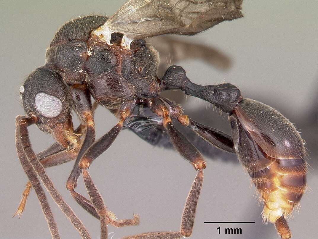 Image of Eutetramorium